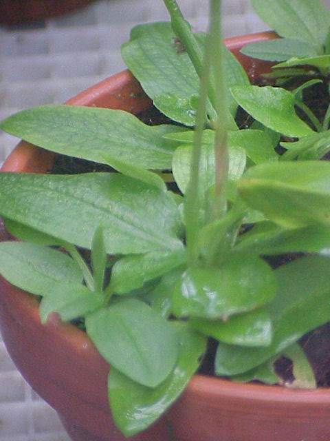 Pterostylis curta (blunt greenhood) (alternate view 6)