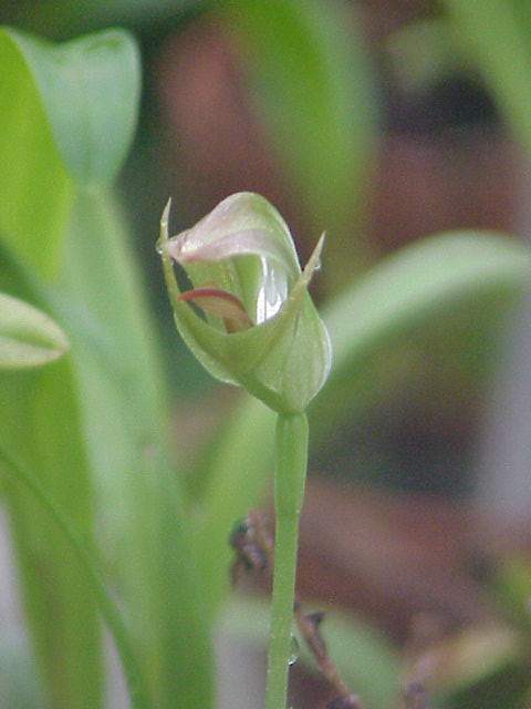 Pterostylis curta (blunt greenhood) (alternate view 7)