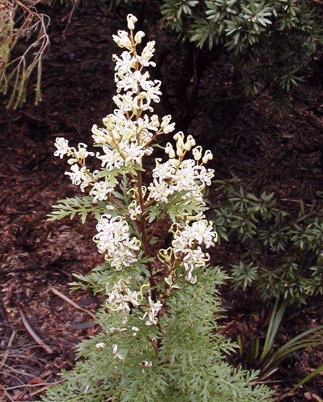 Lomatia silaifolia (Crinkle Bush) (alternate view 6)