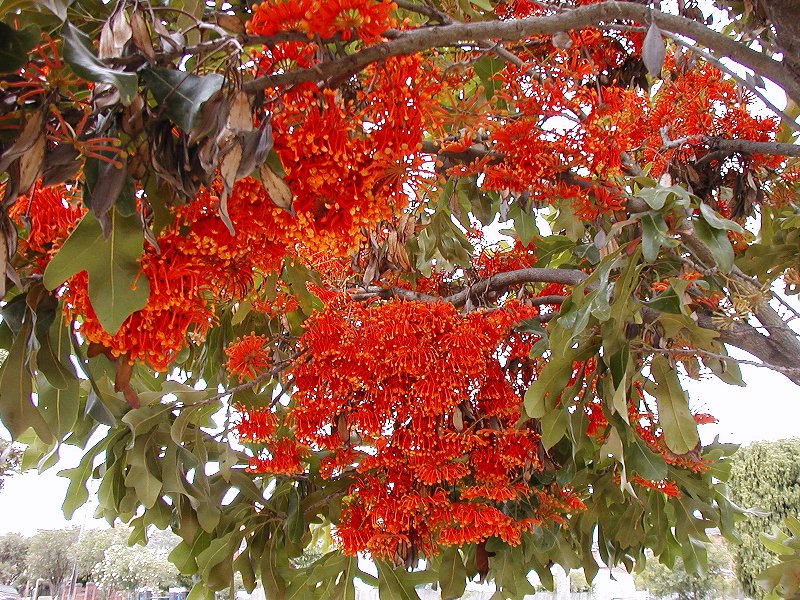 Stenocarpus sinuatus (Firewheel tree) (alternate view 6)