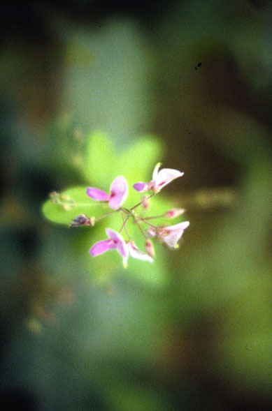 Desmodium paniculatum (panicled ticktrefoil) (alternate view 6)