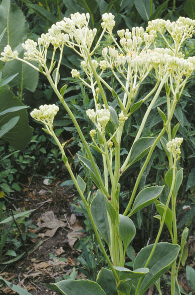Arnoglossum plantagineum (prairie Indian plantain) (alternate view 7)