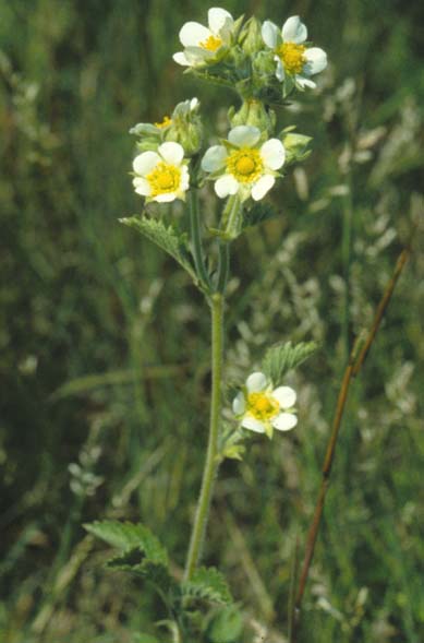 Drymocallis arguta (Tall Cinquefoil) (alternate view 6)