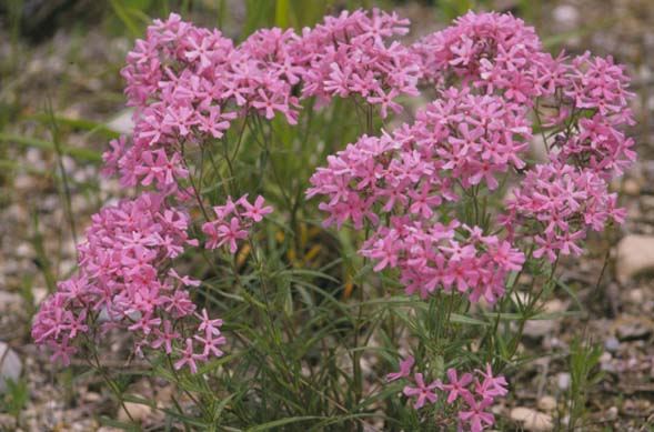 Phlox pilosa (prairie phlox) (alternate view 6)