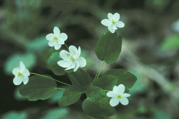 Thalictrum thalictroides (rue anemone)