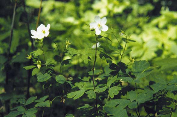 Enemion biternatum (false rue anemone) (alternate view 6)