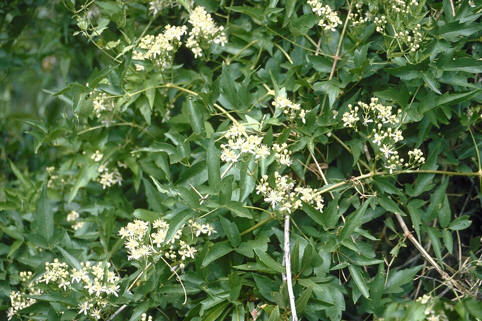Clematis ligusticifolia (Western White Clematis) (alternate view 6)
