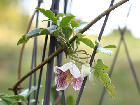 Clematis cirrhosa (early clematis) (alternate view 6)