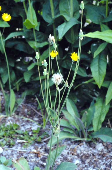 Krigia biflora (Two-flower Dwarf-dandelion) (alternate view 6)