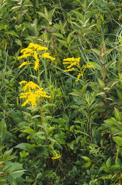 Solidago juncea (early goldenrod) (alternate view 6)