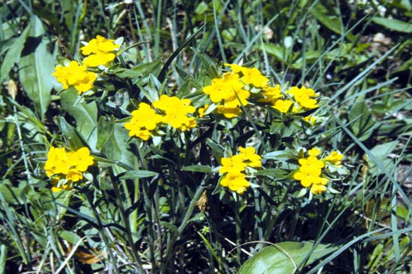 Lithospermum canescens (hoary puccoon) (alternate view 6)