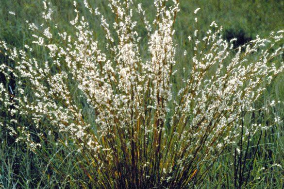 Schizachyrium scoparium (Little Bluestem) (alternate view 2)
