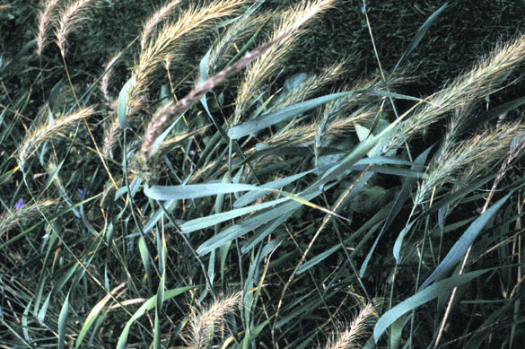 Elymus canadensis (Canada wild rye) (alternate view 6)