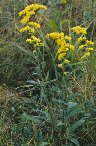 Solidago nemoralis (field goldenrod) (alternate view 6)