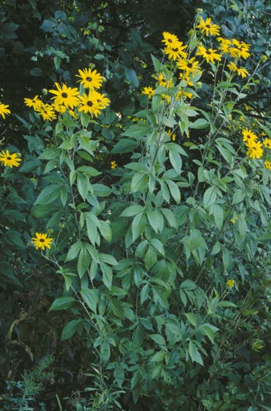 Rudbeckia subtomentosa (sweet black-eyed Susan)