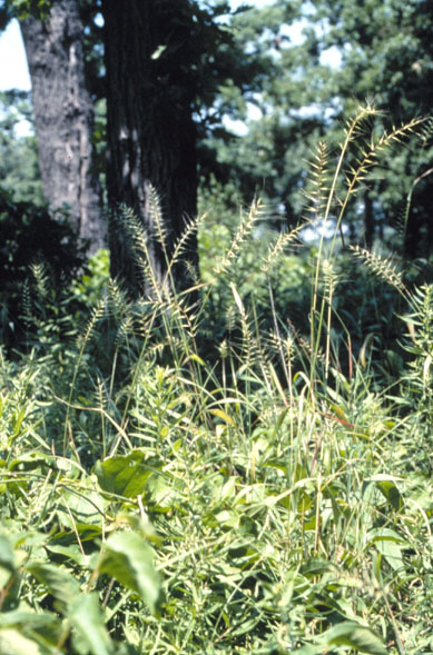 Elymus hystrix (Bottlebrush Grass) (alternate view 6)
