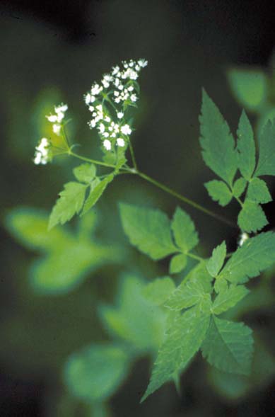 Osmorhiza claytonii (hairy sweet cicely) (alternate view 3)