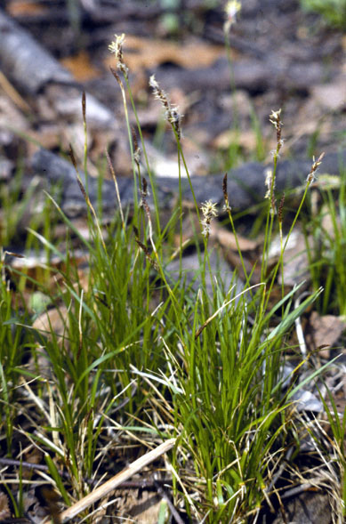 Carex pensylvanica (Pennsylvania Sedge) (alternate view 6)