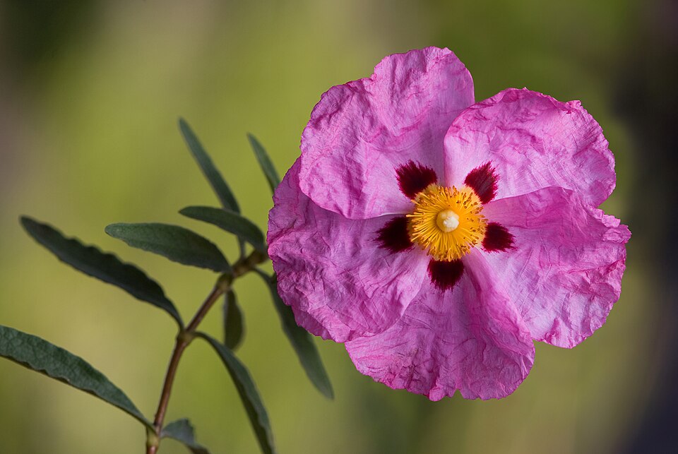 Cistus purpureus (Purple Rock Rose) (alternate view 9)