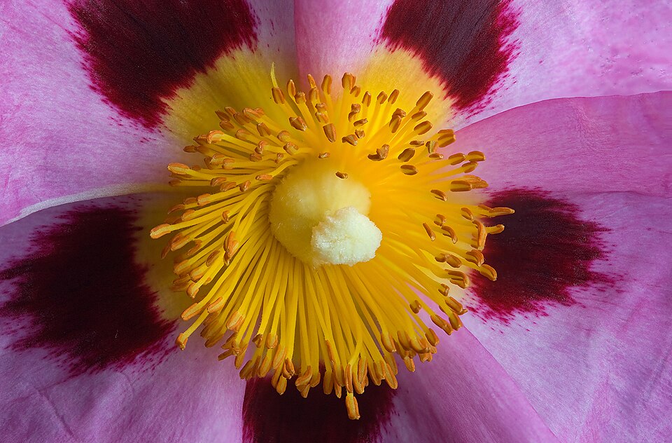Cistus purpureus (Purple Rock Rose) (alternate view 10)