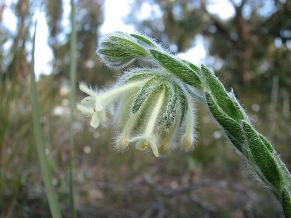 Pimelea octophylla (Woolly Rice-flower) (alternate view 6)