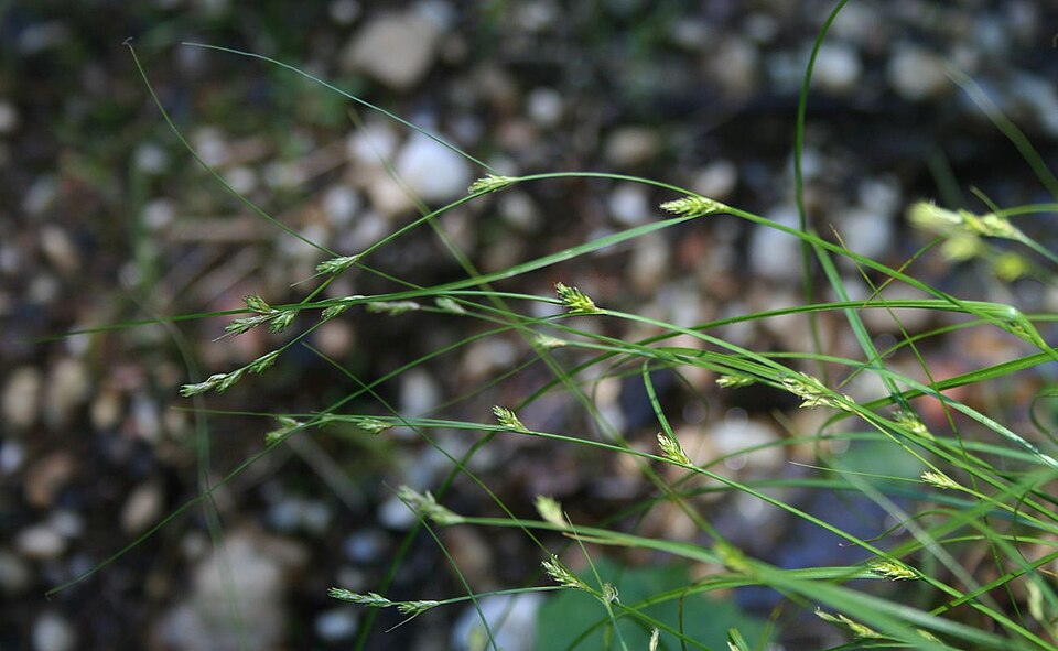 Carex remota (Remote Sedge)