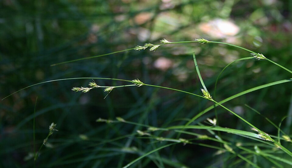 Carex remota (Remote Sedge)