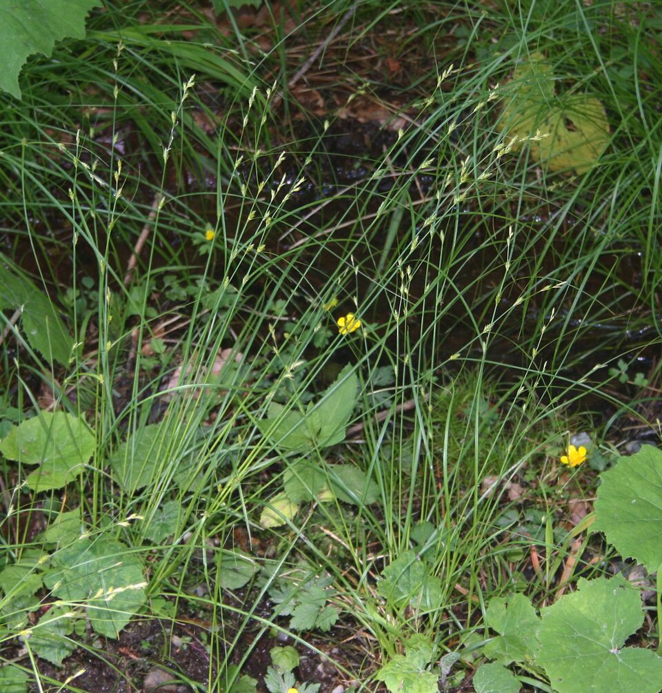 Carex remota (Remote Sedge)