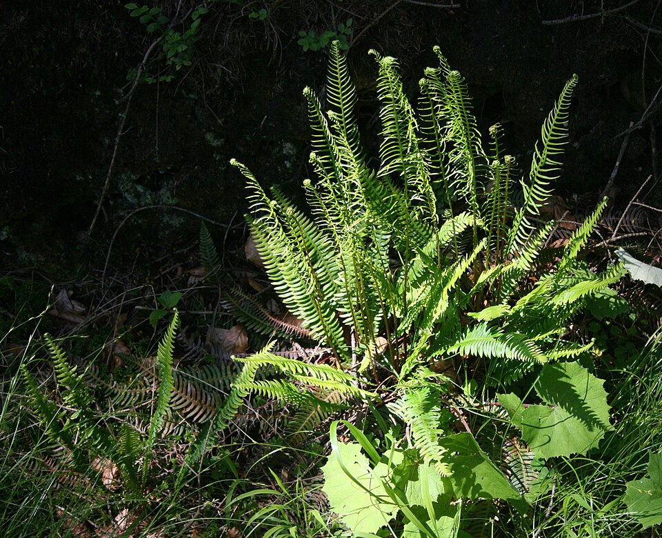 Struthiopteris spicant (deer fern) (alternate view 9)