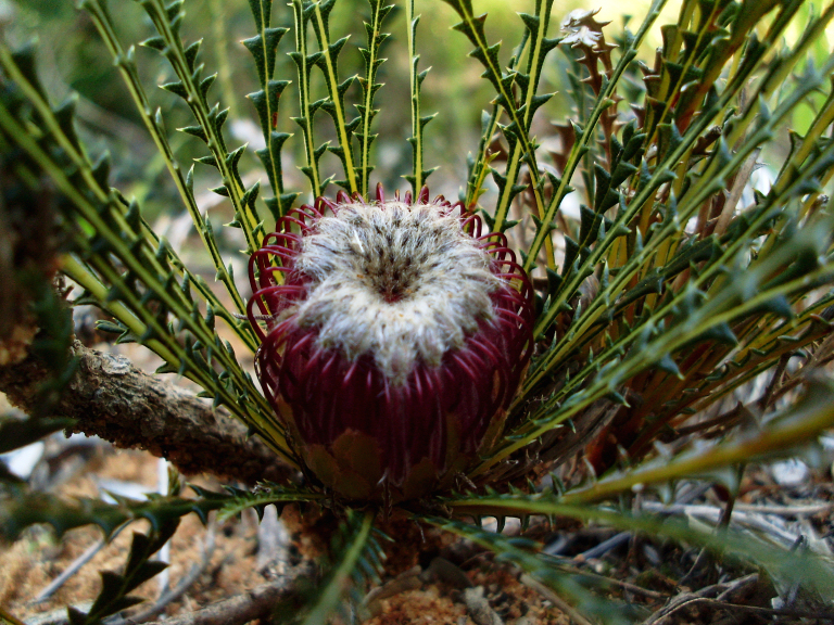 Banksia dallanneyi (couch honeypot) (alternate view 8)