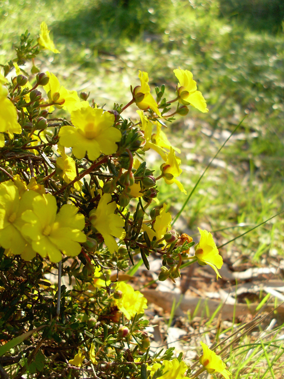 Hibbertia hypericoides (Yellow Buttercups) (alternate view 7)