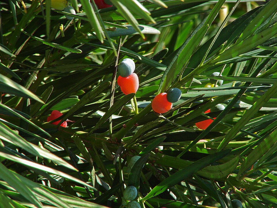 Podocarpus macrophyllus (Buddhist pine) (alternate view 12)
