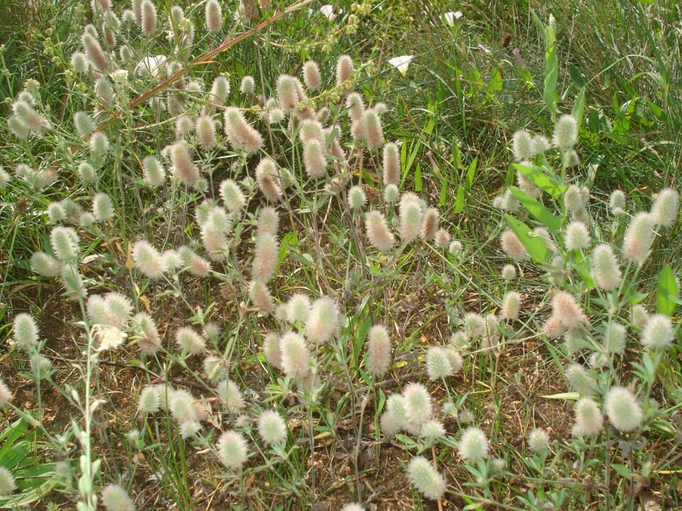 Trifolium arvense (rabbitfoot clover)