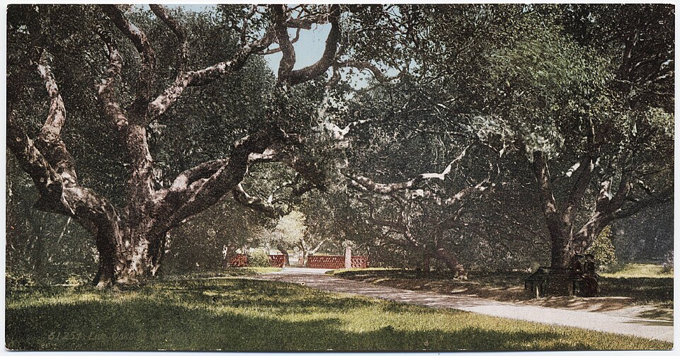 Quercus virginiana (Southern Live Oak)