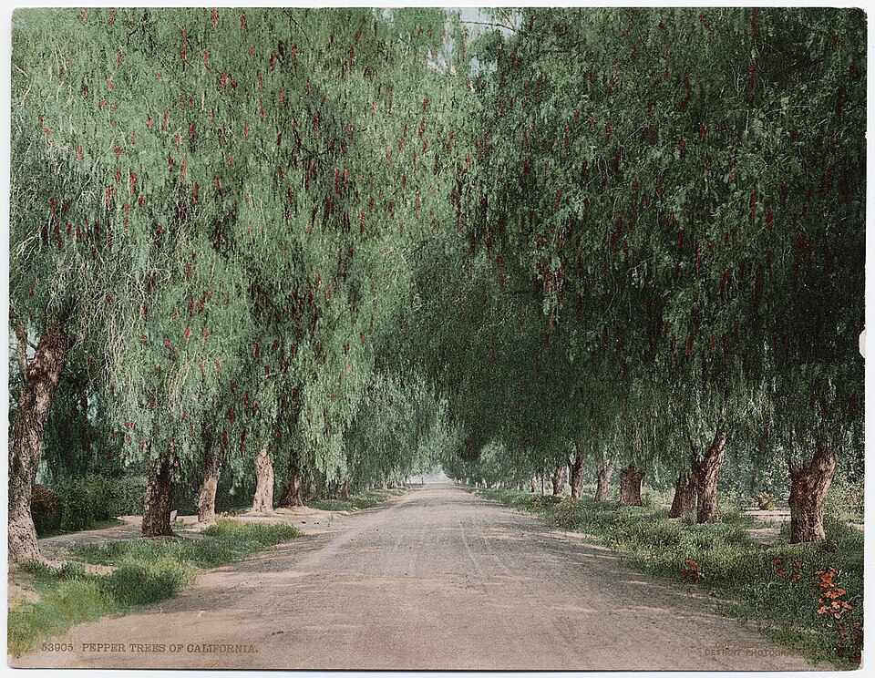 Schinus (peppertrees)