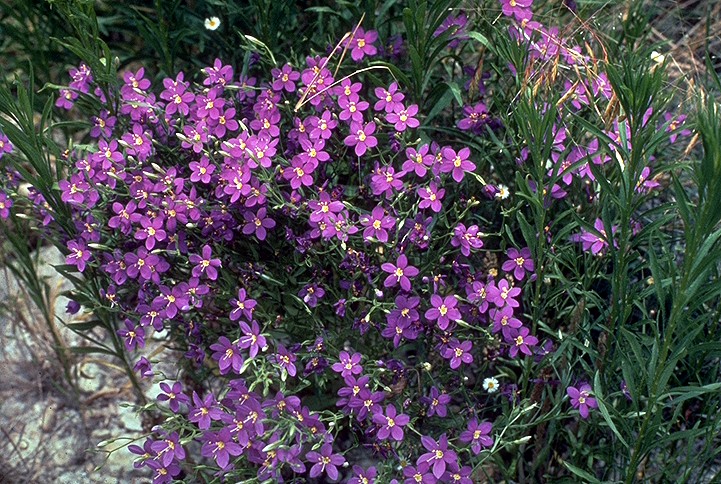 Sabatia campestris (Meadow Pink)