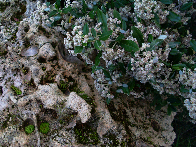 Spyridium globulosum (basket bush) (alternate view 6)