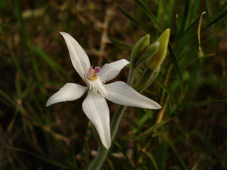 Caladenia latifolia (Pink Fairies) (alternate view 7)