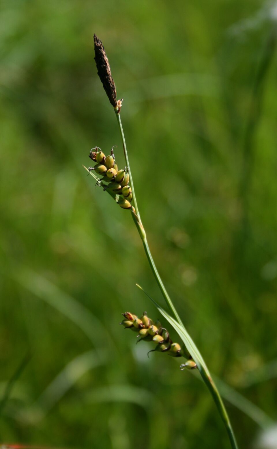 Carex panicea (grass-like sedge)