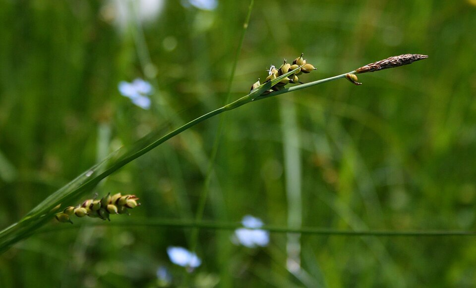 Carex panicea (grass-like sedge)
