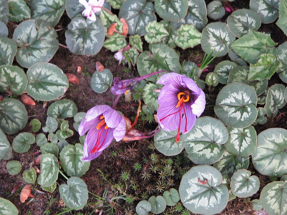 Cyclamen coum (Spring cyclamen) (alternate view 9)