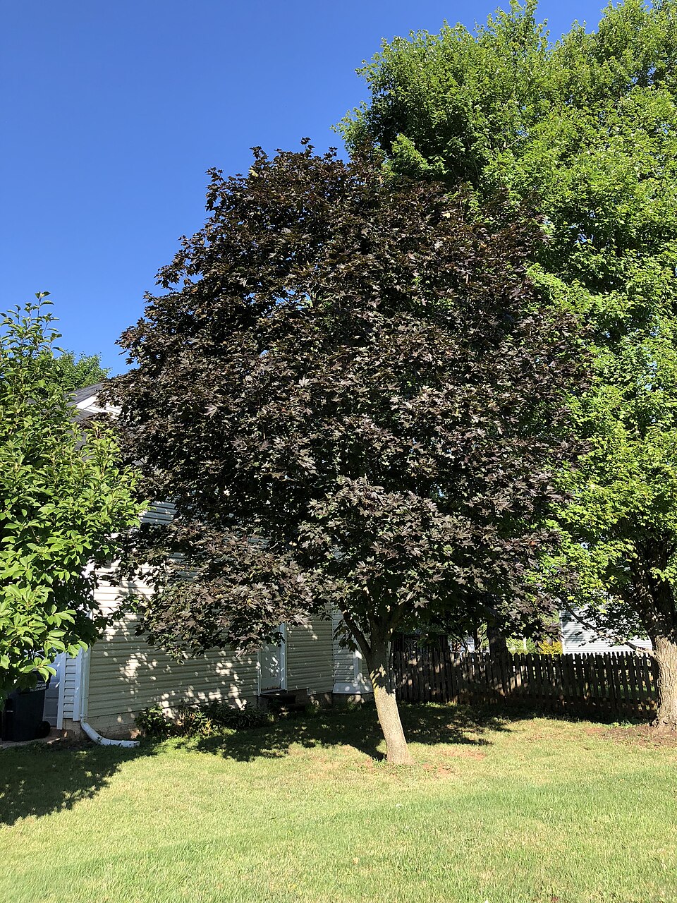 Acer platanoides 'Crimson King' (Crimson King maple) (alternate view 4)