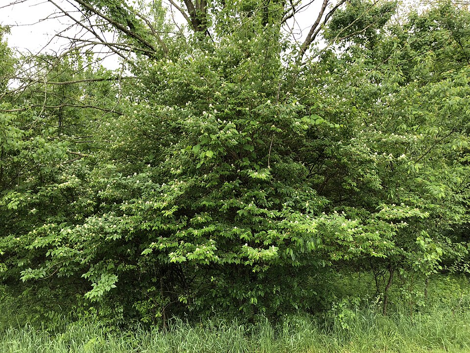 Lonicera maackii (Amur honeysuckle)