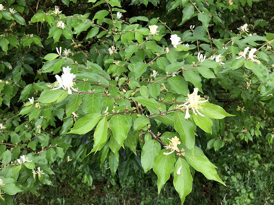Lonicera maackii (Amur honeysuckle)