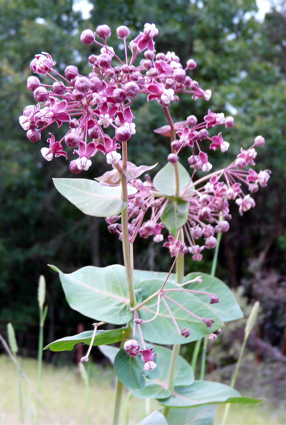 Asclepias cordifolia (heart-leaf milkweed) (alternate view 6)