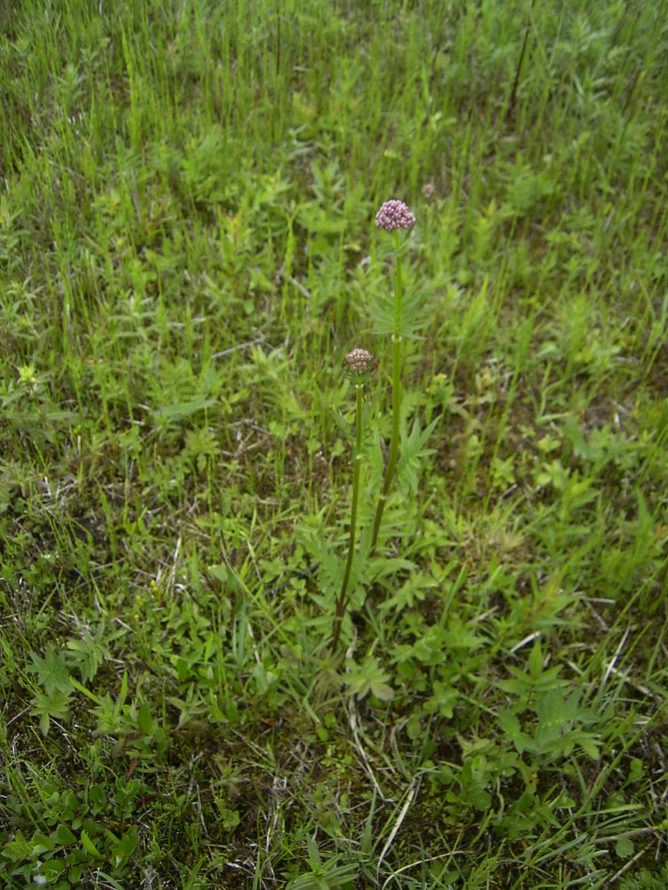 Valeriana dioica (Marsh Valerian)
