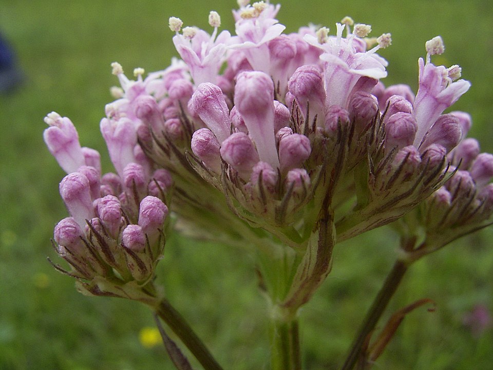 Valeriana dioica (Marsh Valerian)