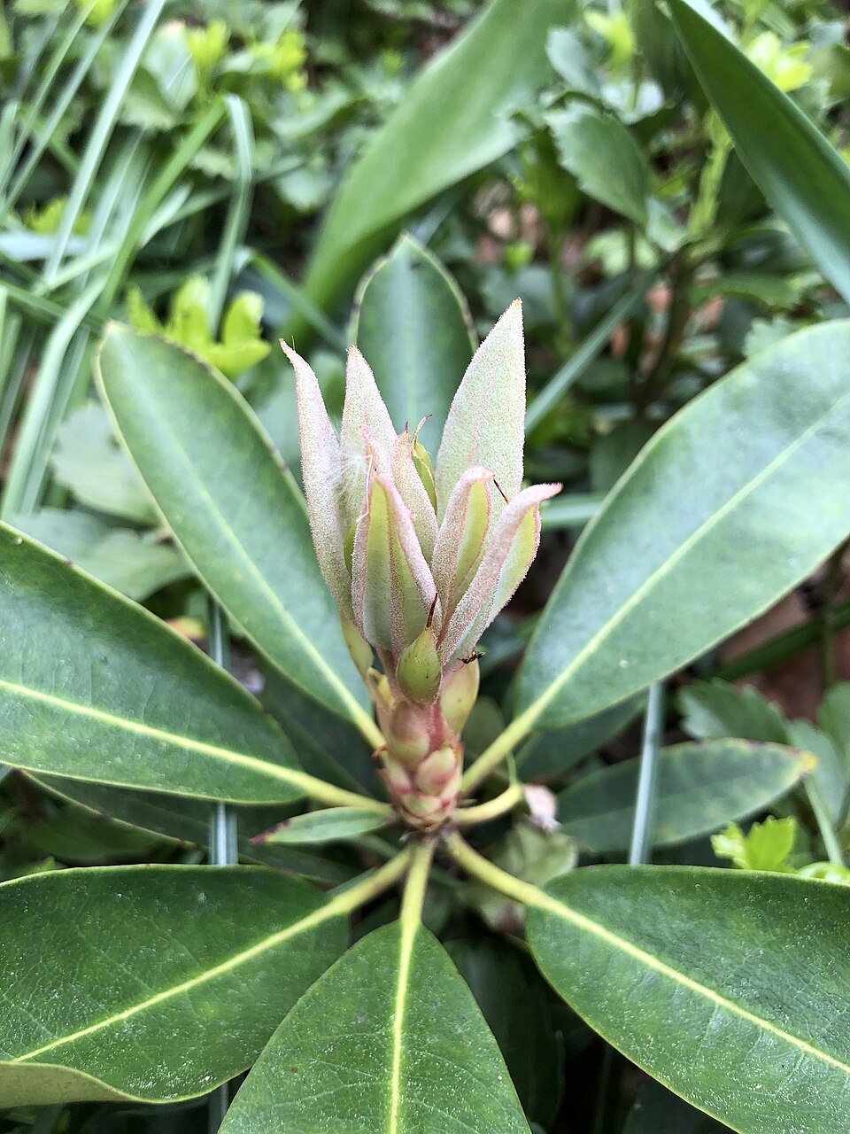 Rhododendron maximum (great rhododendron)
