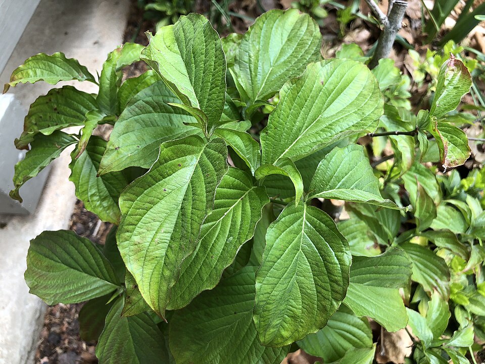 Cornus florida 'Cherokee Brave' (Cherokee Brave Dogwood) (alternate view 5)