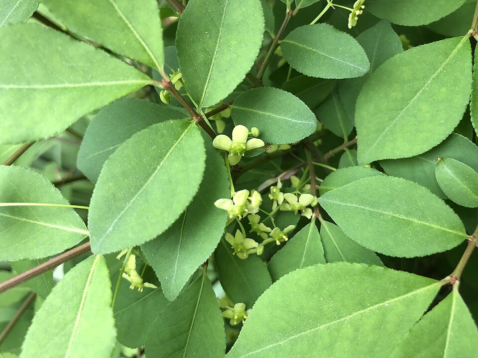 Euonymus alatus 'Compactus' (dwarf winged euonymus) (alternate view 4)